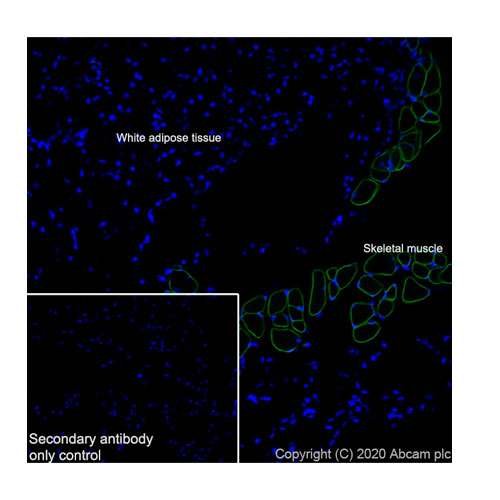 29455. RECOMBINANT ANTI-CAVEOLIN-3 ANTIBODY (EPR11082)-CAVEOLAE MARKER 100UL ABCAM