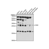 29850. ANTI-CD69 ANTIBODY 100UL ABCAM