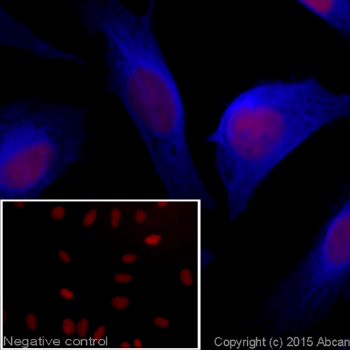 28019. GOAT ANTI-RABBIT IGG H&L (ALEXA FLUOR 405) 500UG ABCAM