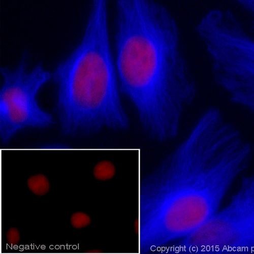 28020. GOAT ANTI-MOUSE IGG H&L (ALEXA FLUOR 405) 500UG ABCAM