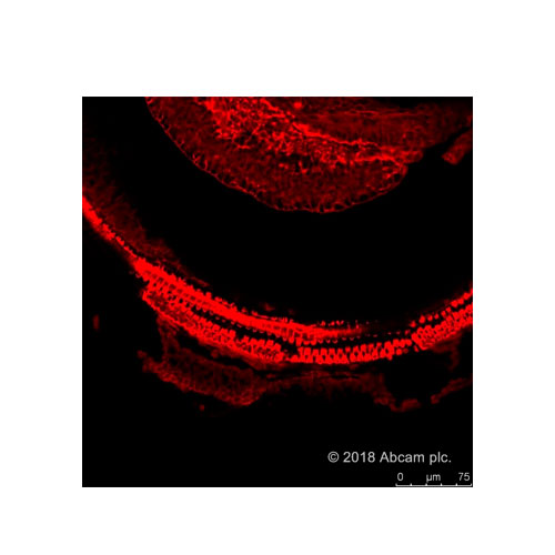 29200. PHALLOIDIN-IFLUOR 594 REAGENT 300 TESTS ABCAM