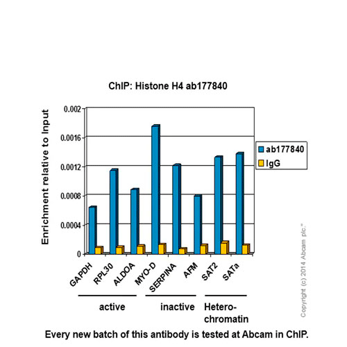 23873. RECOMBINANT ANTI-HISTONE H4 ANTIBODY (EPR16599) - CHIP GRADE 100UL ABCAM