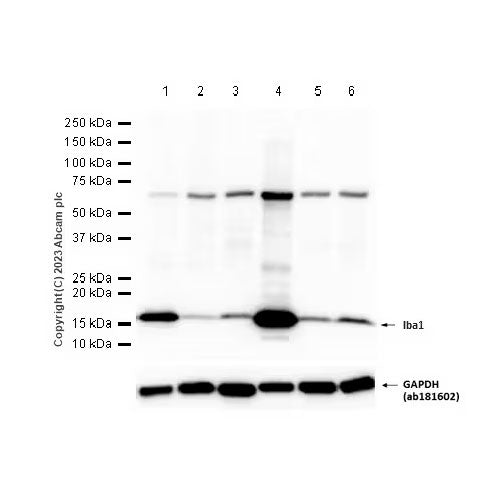 29235. RECOMBINANT ANTI-IBA1 ANTIBODY (EPR16588) 100UL ABCAM