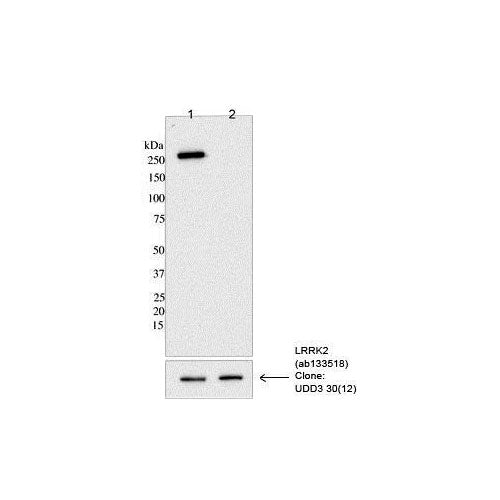 28783. RECOMBINANT ANTI-LRRK2 (PHOSPHO S973) ANTIBODY (MJF-R12 (37-1) 100UL ABCAM