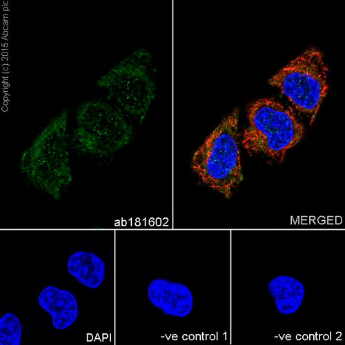 28024. RECOMBINANT ANTI-GAPDH ANTIBODY (EPR16891)-LOADING CONTROL 10UL ABCAM