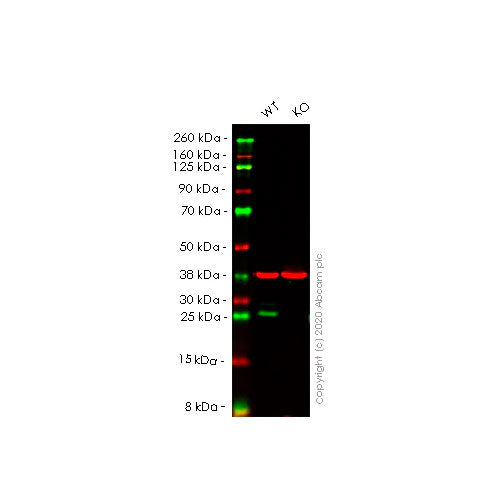 29457. RECOMBINANT ANTI-BCL-2 ANTIBODY (EPR17509) 100UL ABCAM