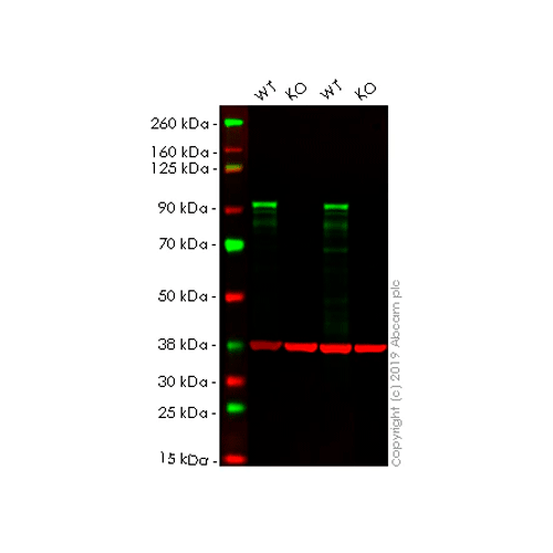 28025. RECOMBINANT ANTI-GLUCOCORTICOID RECEPTOR ANTIBODY (EPR19621) 100UL ABCAM