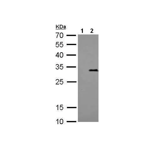 28026. ANTI-STREP-TAG II ANTIBODY (GT661) 100UL ABCAM