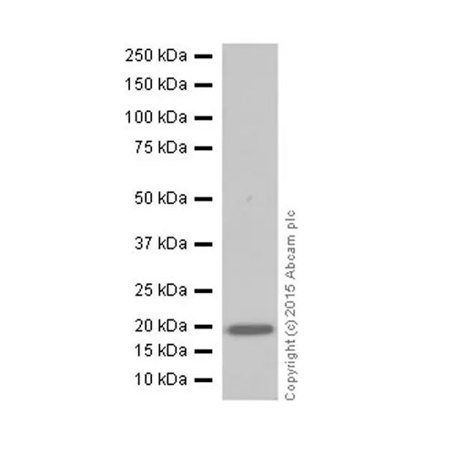 29459. ANTI-CORTICOTROPIN RELEASING FACTOR ANTIBODY (EPR19154) 100UL ABCAM