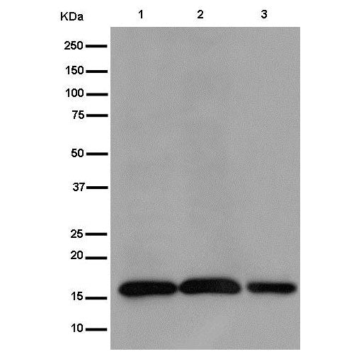 28785. RECOMBINANT ANTI-TOMM20 ANTIBODY (EPR15581-54) MITOCHONDRIAL MARKER 100UL ABCAM