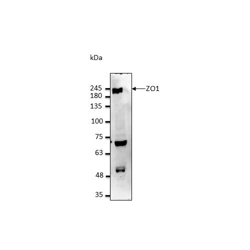 29461. ANTI-ZO1TIGHT JUNCTION PROTEIN ANTIBODY-C-TERMINAL 300UG ABCAM