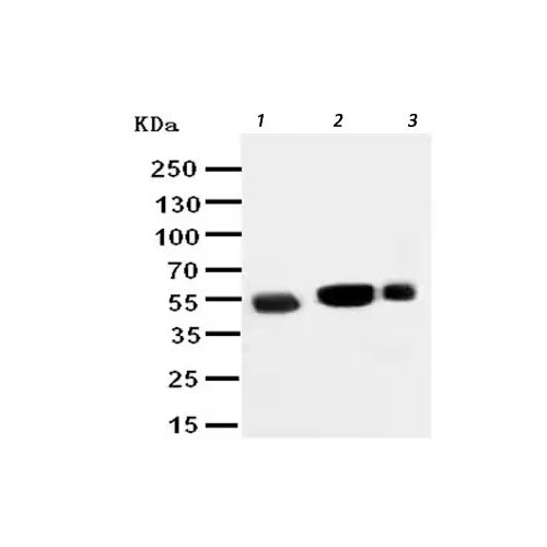 29463. ANTI-EAAT3 ANTIBODY- N-TERMINAL 100UG ABCAM