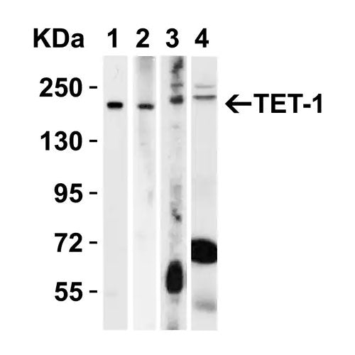 29464. ANTI-TET1 ANTIBODY- C-TERMINAL, 100UG ABCAM