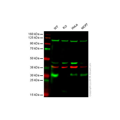 29864. ANTI-P27 KIP 1 ANTIBODY (SX53G8) 100UG ABCAM