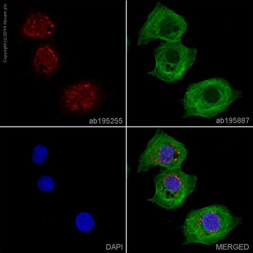 28030. RECOMBINANT ALEXA FLUOR 647 ANTI-ALDH1A1 ANTIBODY (EP1933Y) 100UL ABCAM