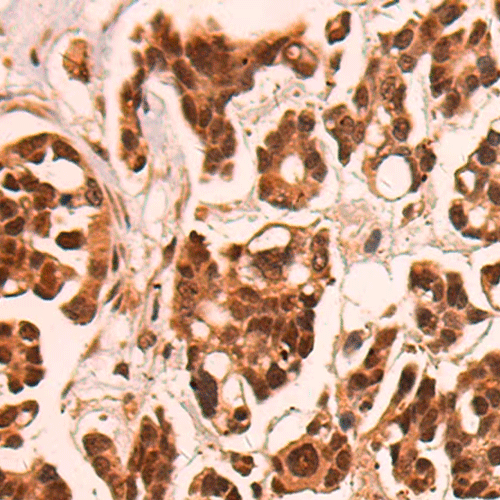 28031. ANTI-CAMTA1 ANTIBODY 100UL ABCAM