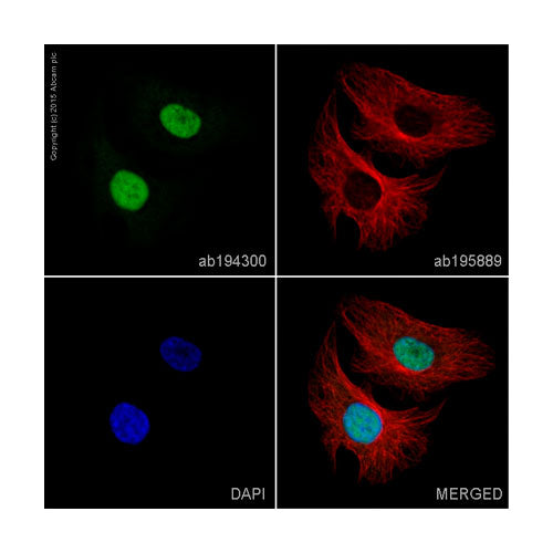 29467. ALEXA FLUOR 488 ANTI-PCNA ANTIBODY (PC10) 100UL ABCAM