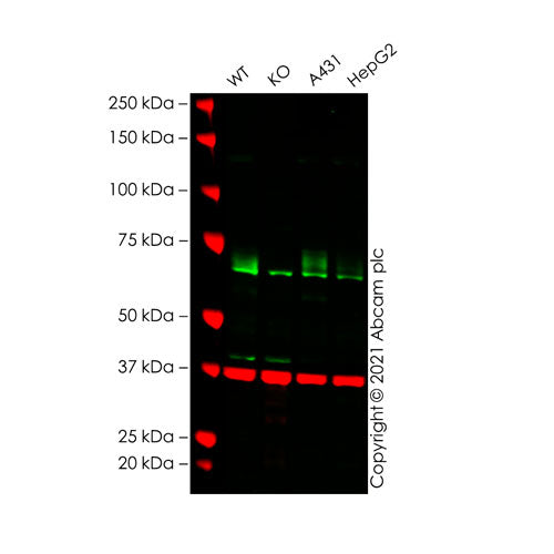 29230. ANTI-CD73 ANTIBODY (4G6E3) 100UG ABCAM