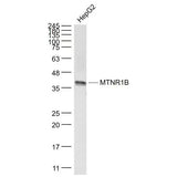 29471. ANTI-MELATONIN RECEPTOR 1B/MTNR1B ANTIBODY 100UL ABCAM