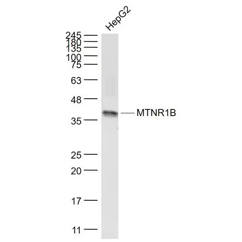 29471. ANTI-MELATONIN RECEPTOR 1B/MTNR1B ANTIBODY 100UL ABCAM