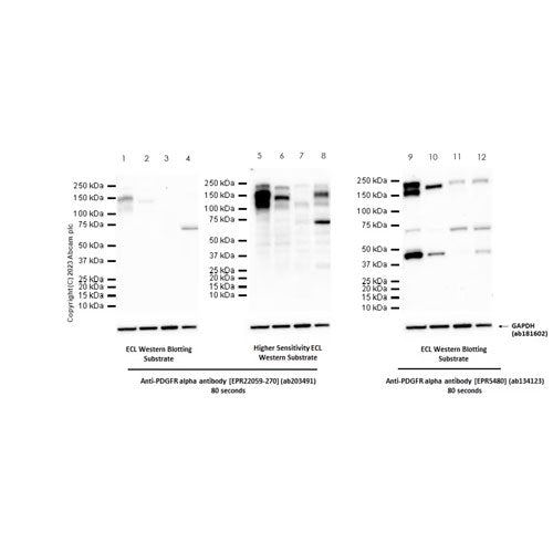 29238. RECOMBINANT ANTI-PDGFR ALPHA ANTIBODY (EPR22059-270) 100UL ABCAM