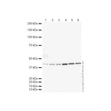 29875. DONKEY ANTI-GOAT IGG H&L (HRP) 500UG ABCAM