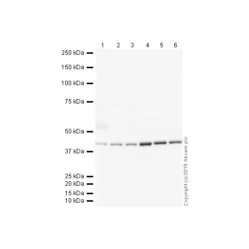 29875. DONKEY ANTI-GOAT IGG H&L (HRP) 500UG ABCAM