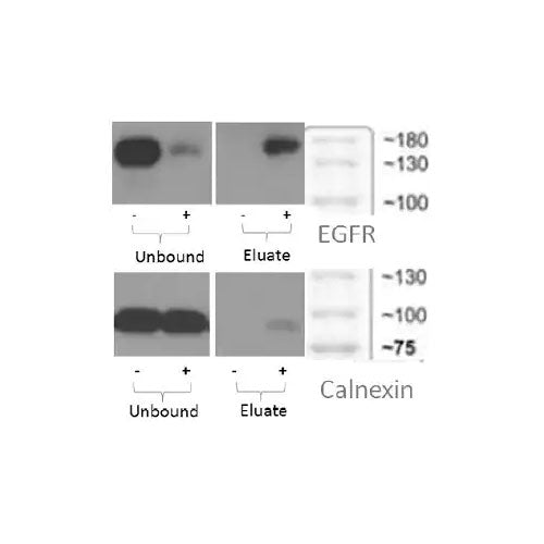 28792. CELL SURFACE PROTEIN ISOLATION KIT 10 TESTS ABCAM