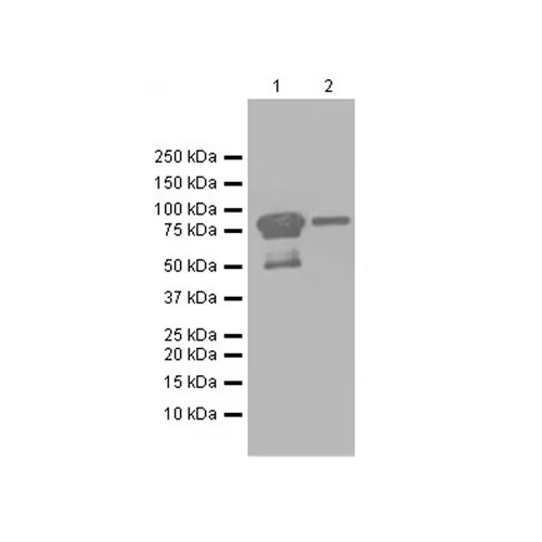 28033. RECOMBINANT ANTI-IL-16 ANTIBODY (EPR19988) 100UL ABCAM