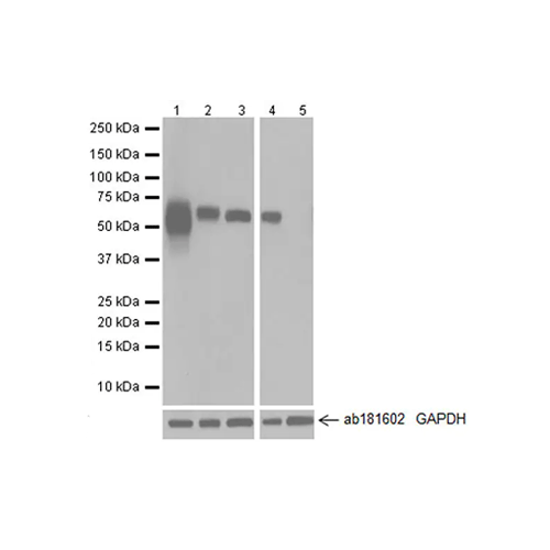 28034. RECOMBINANT ANTI-ALBUMIN ANTIBODY [EPR20195] 100UL ABCAM