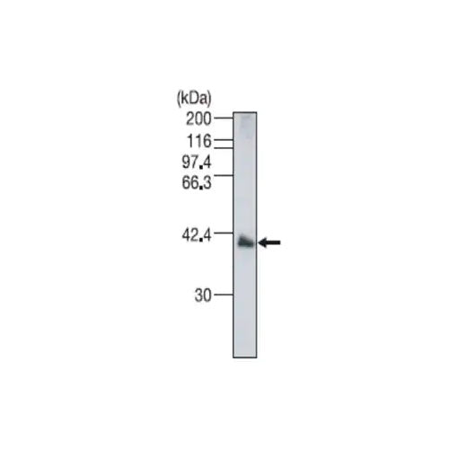 29859. ANTI-IZUMO1 ANTIBODY 100UL ABCAM