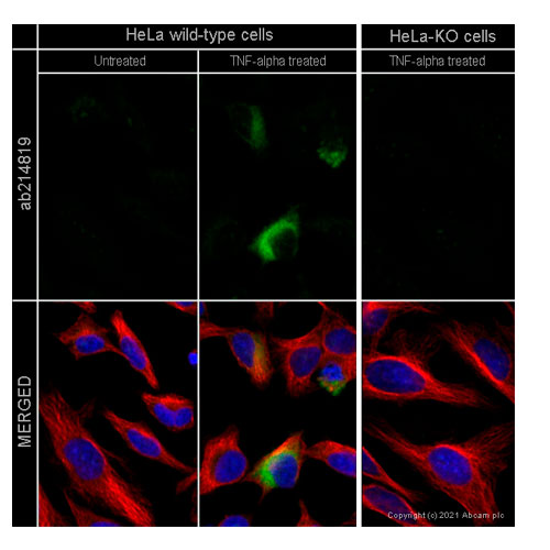 29918. RECOMBINANT ANTI-MCP1 ANTIBODY (EPR21025) 100UL ABCAM