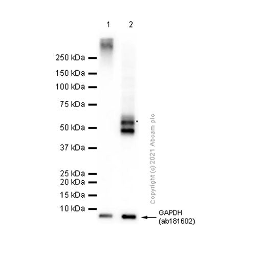 29234. RECOMBINANT ANTI-GLP-1R ANTIBODY (EPR21819) 100UL ABCAM