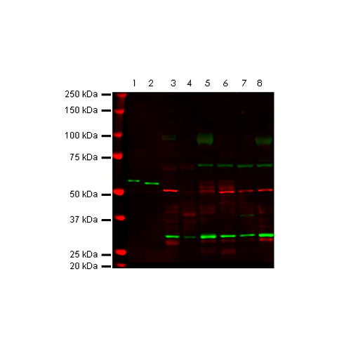 28037. ANTI-ADENINE NUCLEOTIDE TRANSLOCATOR 1+2/ANT 1+2 ANTIBODY 100UL ABCAM