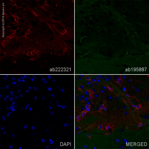 27921. RECOMBINANT ALEXA FLUOR 647 ANTI-BDNF ANTIBODY (EPR1292) 100UL ABCAM