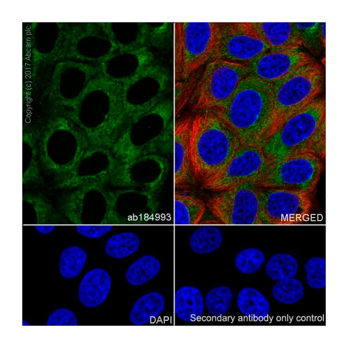 56822. RECOMBINANT ANTI-COLLAGEN III ANTIBODY (EPR17673)-BSA AND AZIDE FREE 100UG ABCAM