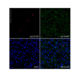 29476. RECOMBINANT ALEXA FLUOR 647 ANTI-GRANZYME B ANTIBODY (EPR8260) 100UL ABCAM