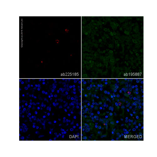 29476. RECOMBINANT ALEXA FLUOR 647 ANTI-GRANZYME B ANTIBODY (EPR8260) 100UL ABCAM