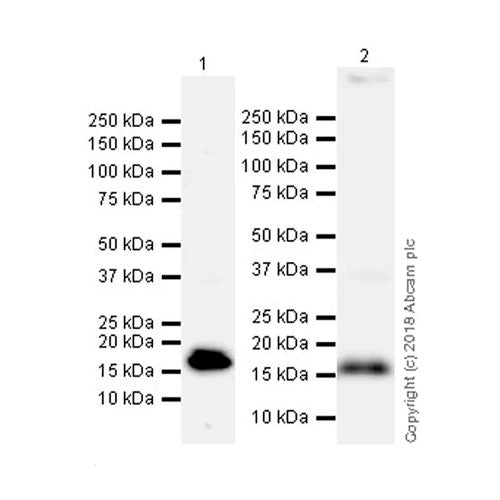 29477. RECOMBINANT ANTI-NATRIURETIC PEPTIDES A ANTIBODY (EPR22089-283) 100UL ABCAM