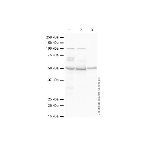 29478. ANTI-CAMKII ANTIBODY (6G9) 100UG ABCAM