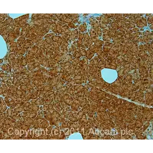 27922. ANTI-PSMC6 ANTIBODY (P42-23) 50UL ABCAM