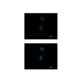 29857. ANTI-GATA4 ANTIBODY 100UL ABCAM