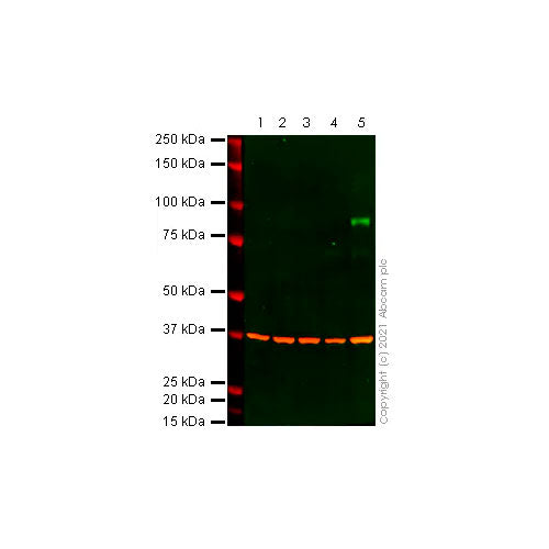 55751. RECOMBINANT ANTI-BRAF (MUTATED V600 E) ANTIBODY (VE1) 100UL  ABCAM
