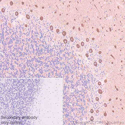 29482. RECOMBINANT ANTI-NON-MUSCLE MYOSIN IIB/MYH10 ANTIBODY (EPR22564-23) 100UL ABCAM