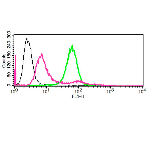 27929. LYSOSOMAL INTRACELLULAR ACTIVITY ASSAY KIT 50 TESTS ABCAM