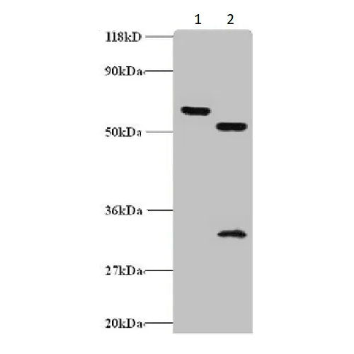 29196. ANTI-ZNF384 ANTIBODY 100UG ABCAM