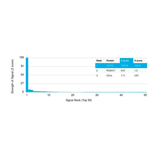 29848. ANTI-CD103 ANTIBODY (ITGAE/2474) 100UG ABCAM