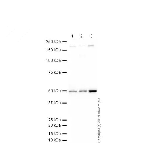 23881. ANTI-N-MYC/MYCN ANTIBODY 100UG ABCAM