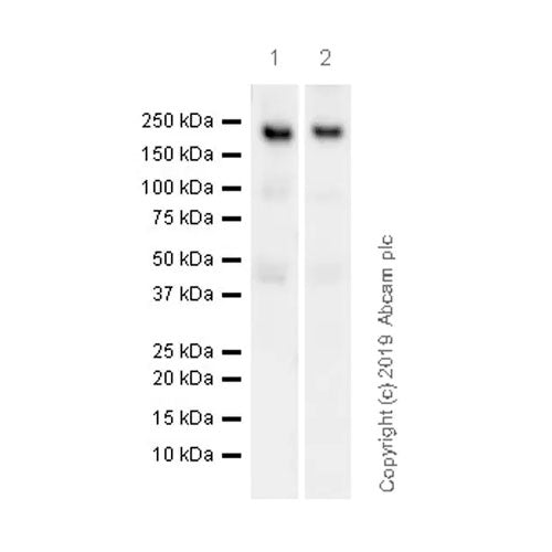 29487. RECOMBINANT ANTI-CASPR ANTIBODY (K65/35) 100UG ABCAM