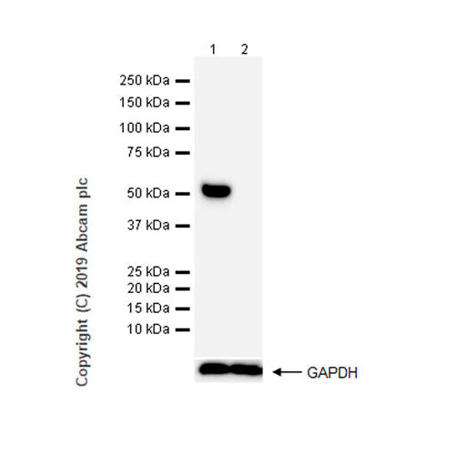 29489. RECOMBINANT ANTI-DETYROSINATED ALPHA TUBULIN ANTIBODY (AA12) 100UG ABCAM